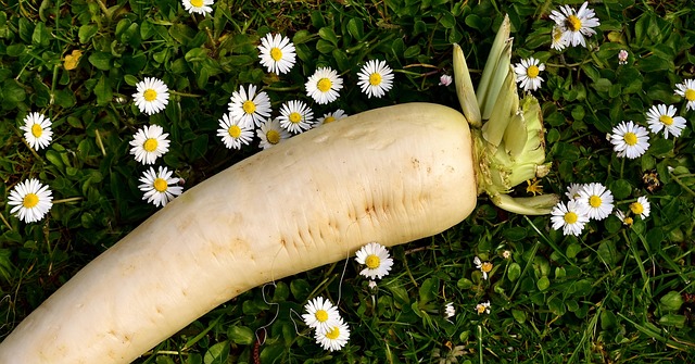 野菜収穫量