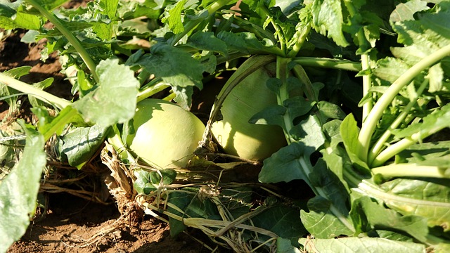 野菜栽培
